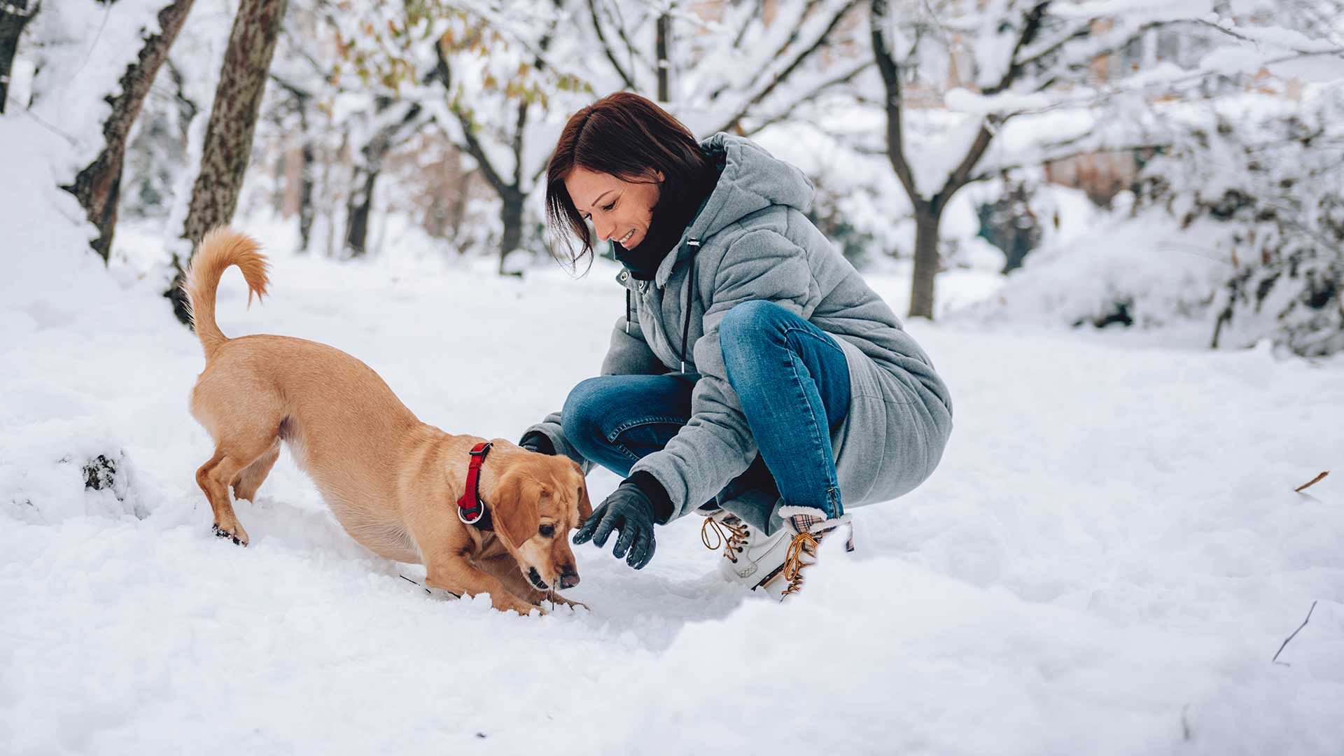 Escursioni invernali con il cane