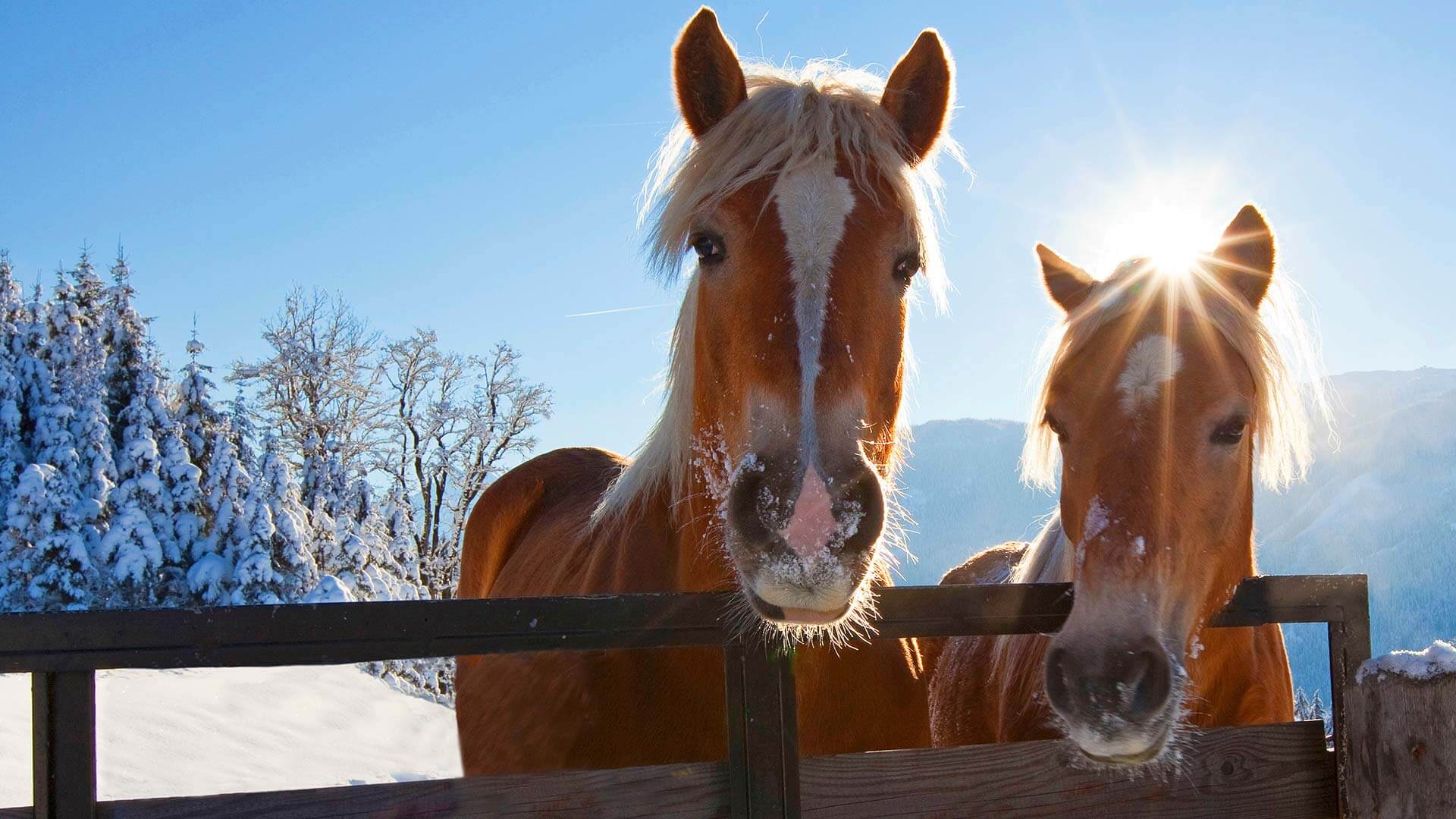 Cavalli avelignesi nella neve