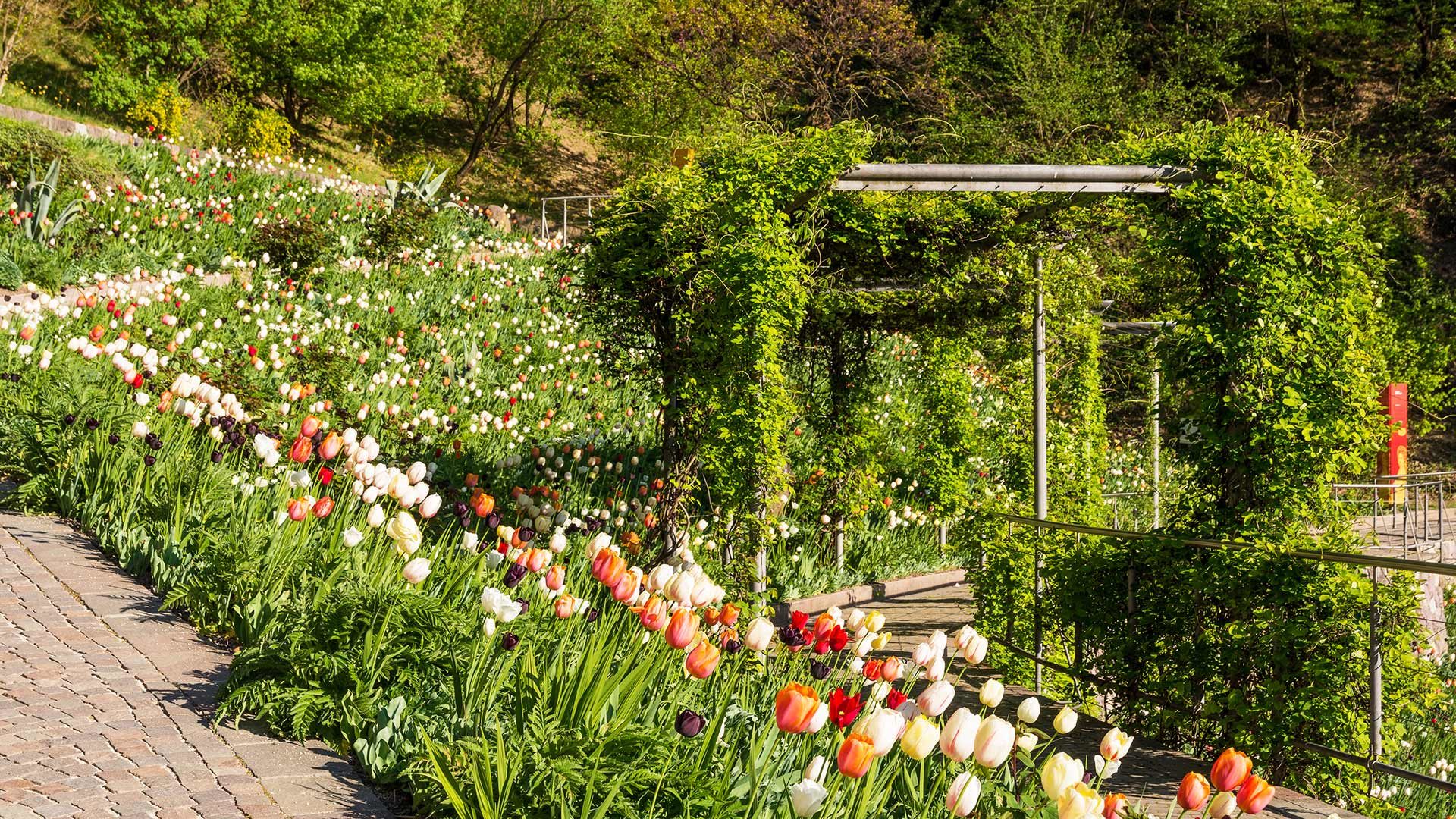 Giardini di Castel Trauttmansdorff - primavera